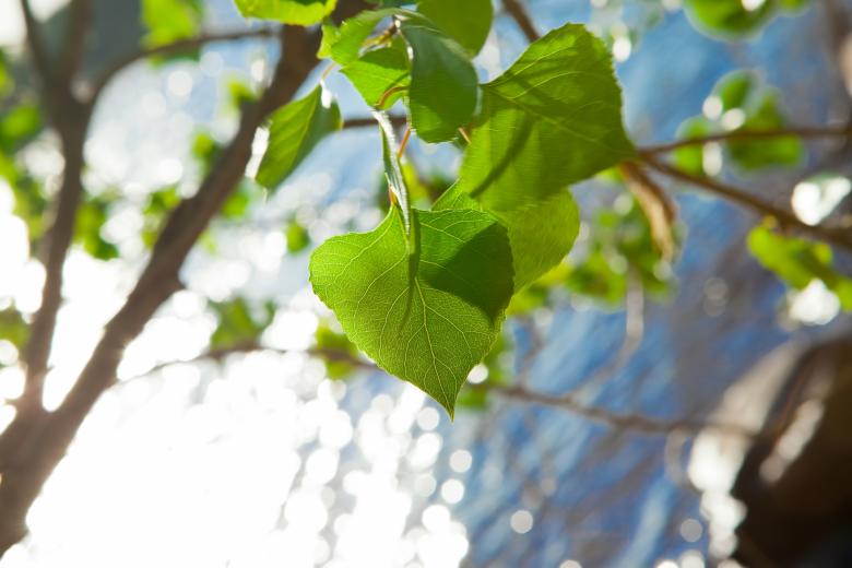 Free stock image of Leaves created by 2happy