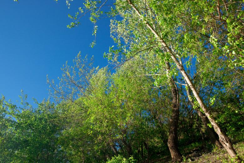Free stock image of Spring trees created by 2happy