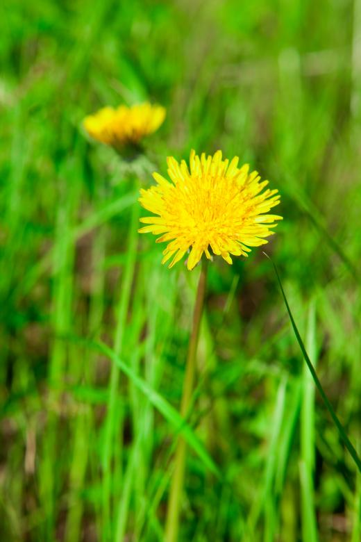 Free stock image of Dandelions created by 2happy