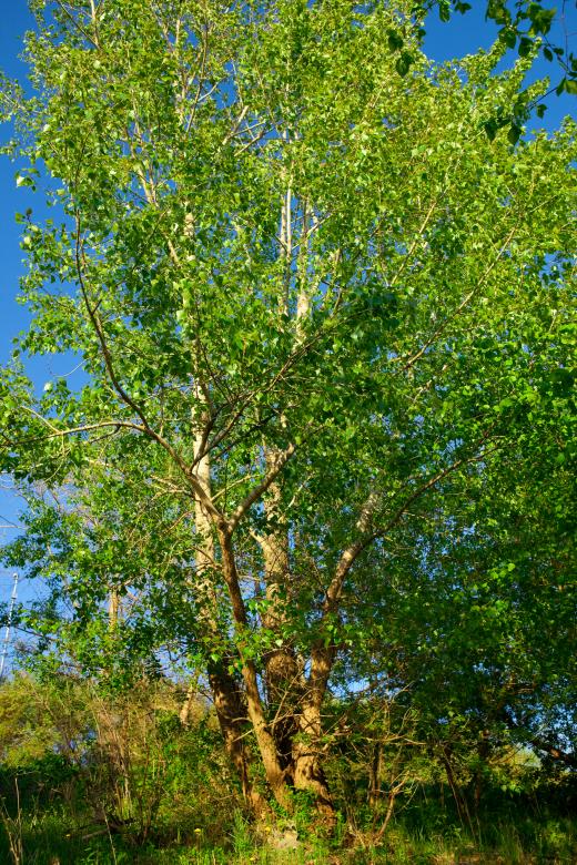 Free stock image of Spring created by 2happy