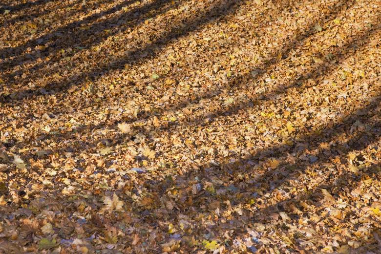 Free stock image of Autumn leaves created by 2happy