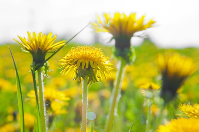 Free stock image of Dandelions created by 2happy
