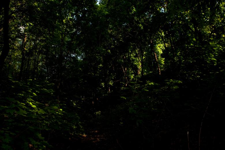 Free stock image of in the forest created by 2happy