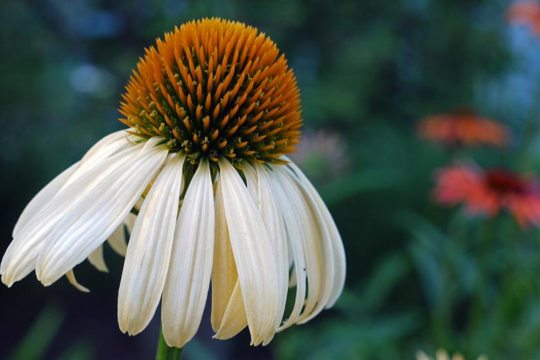 Free stock image of White Coneflower created by Eric Yuen