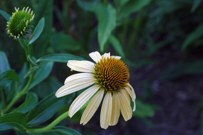 Free stock image of White Coneflower created by Eric Yuen