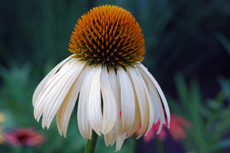 Free stock image of White Coneflower created by Eric Yuen