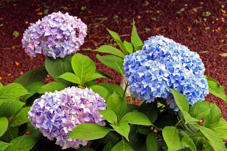 Free stock image of Hydrangeas flowers created by Eric Yuen