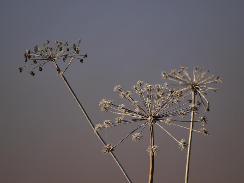 Free stock image of Flower created by Marko Mäkinen