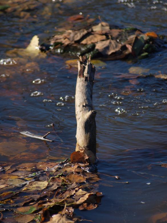 Free stock image of Branch created by Marko Mäkinen