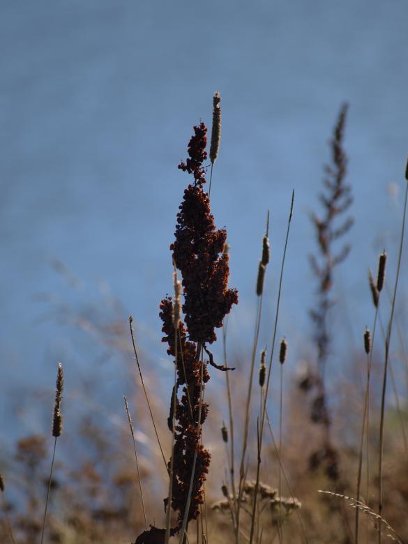 Free stock image of Hay created by Marko Mäkinen