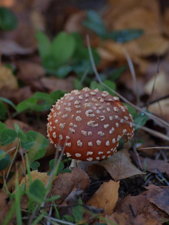 Free stock image of Poison fungus created by Marko Mäkinen