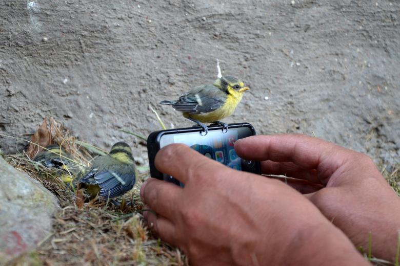 Free stock image of Smartphone and nestling created by Tomas Adomaitis