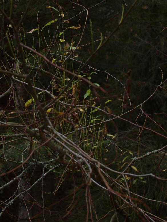 Free stock image of Forest created by Marko Mäkinen