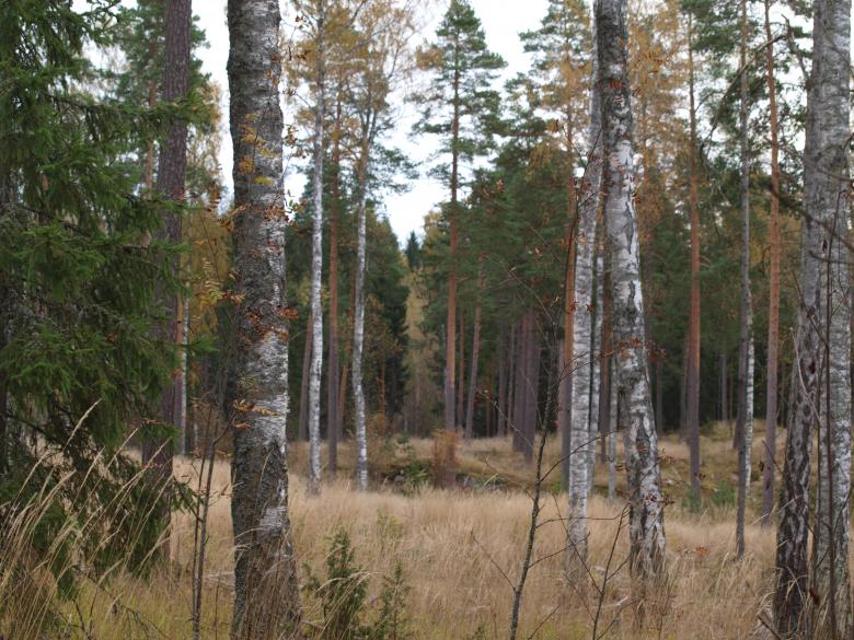 Free stock image of Forest created by Marko Mäkinen