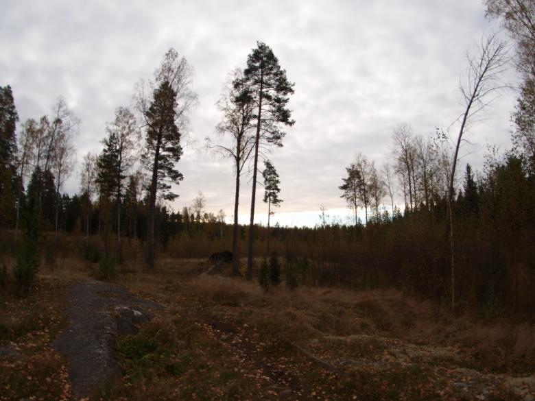 Free stock image of Forest created by Marko Mäkinen