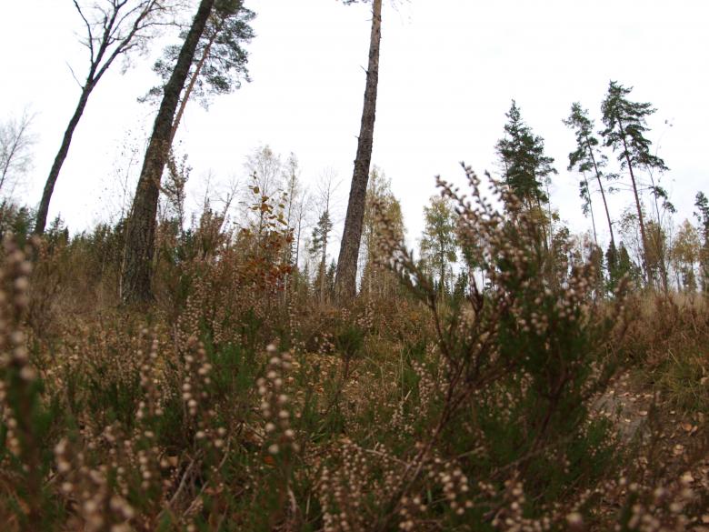 Free stock image of Forest created by Marko Mäkinen