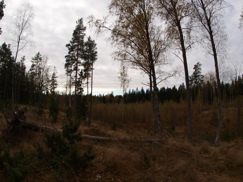 Free stock image of Forest created by Marko Mäkinen