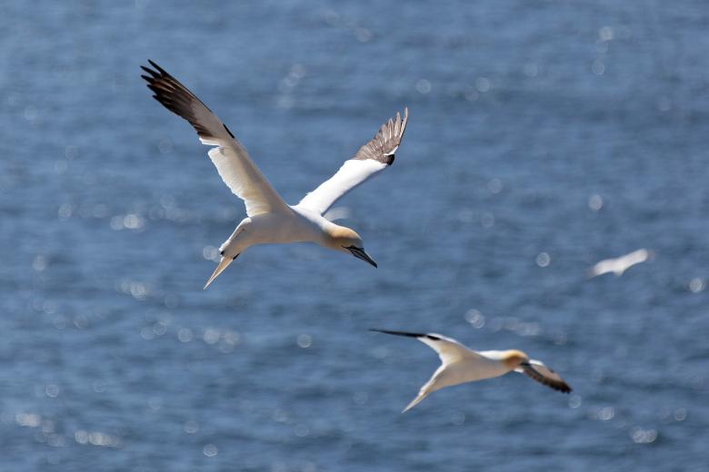 Free stock image of Northern Gannet created by Geoffrey Whiteway