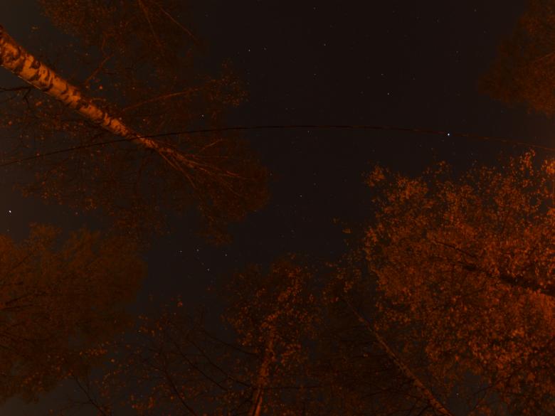 Free stock image of Trees and stars created by Marko Mäkinen
