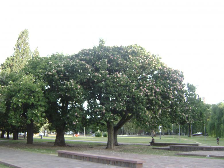 Free stock image of Trees in the Park created by Fernando M Salinas