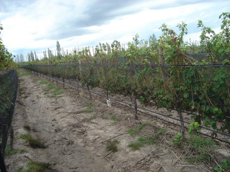 Free stock image of WineYard created by Fernando M Salinas
