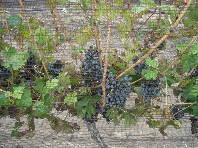 Free stock image of WineYard created by Fernando M Salinas