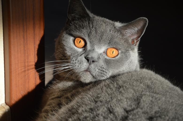 Free stock image of Wild Cat created by Krystian Graba