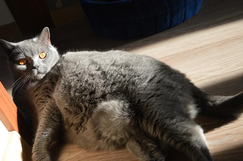 Free stock image of Grey Cat created by Krystian Graba