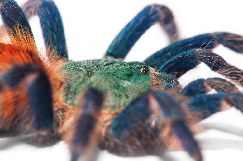 Free stock image of Beautiful spider created by 2happy