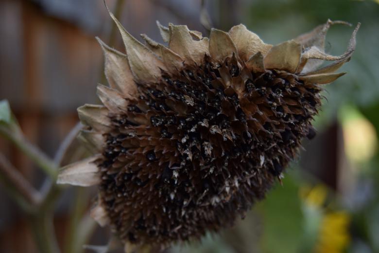 Free stock image of Dry sunflower created by Olga Gladkikh