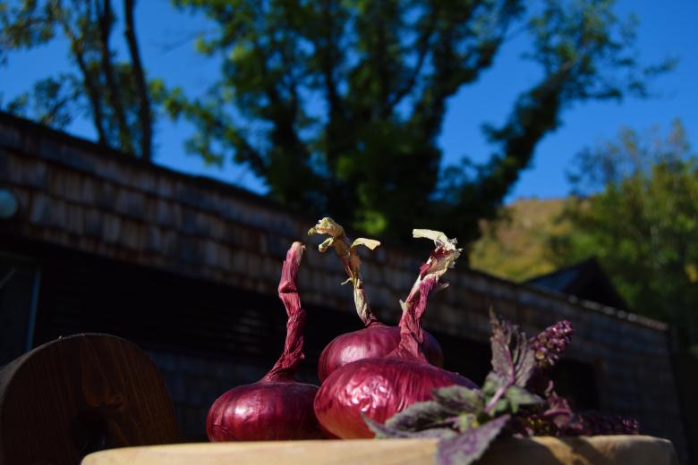 Free stock image of Still life created by Olga Gladkikh