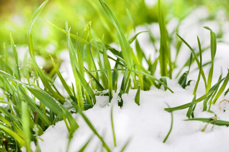 Free stock image of grass in the snow created by 2happy