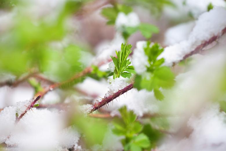 Free stock image of Grass in the snow created by 2happy