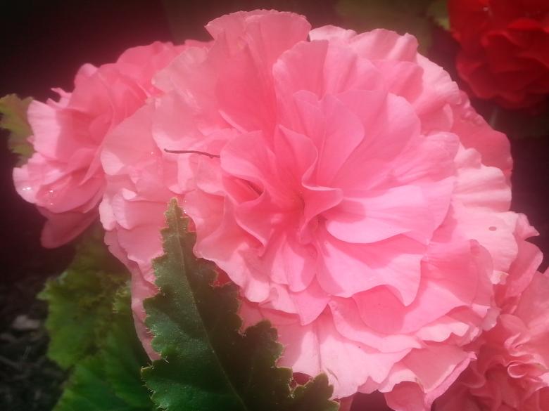 Free stock image of Fresh Flowers created by Hayli M. Skinner