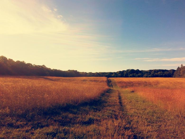 Free stock image of Wild Grass created by Hayli M. Skinner