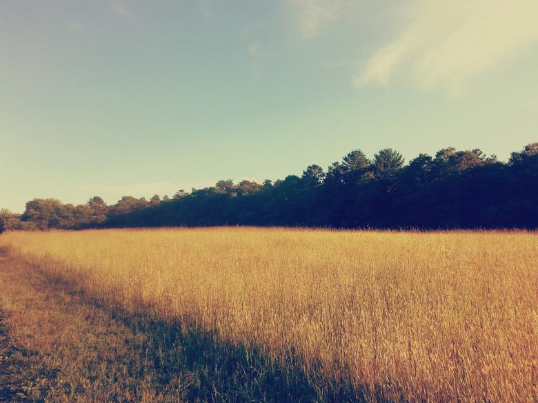 Free stock image of Wild Grass created by Hayli M. Skinner