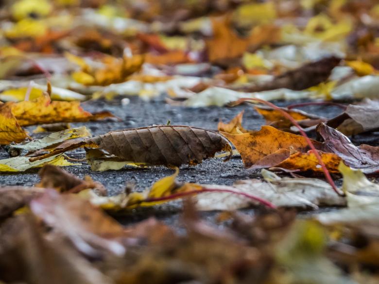 Free stock image of Fall incoming created by Janis Urtans