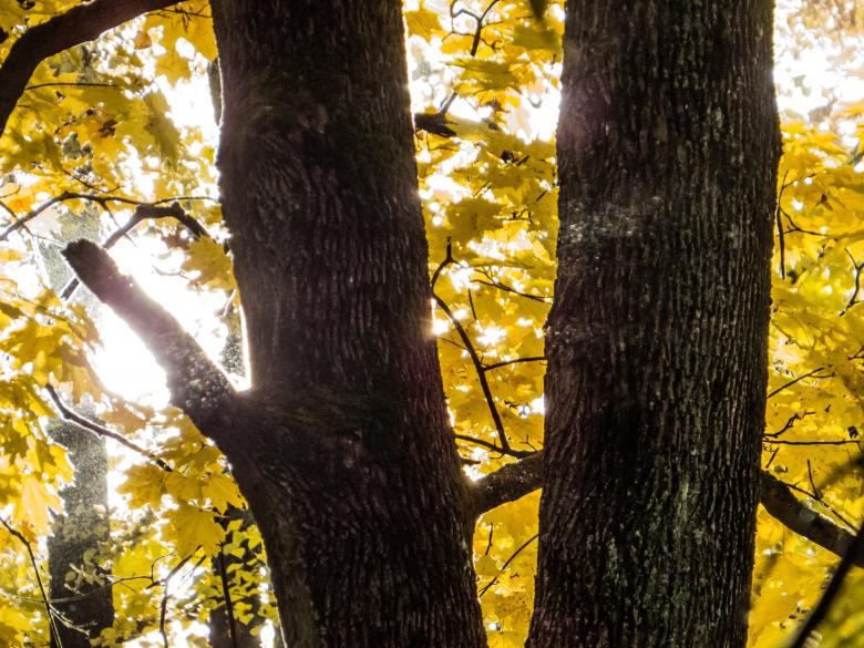 Free stock image of Fall incoming created by Janis Urtans