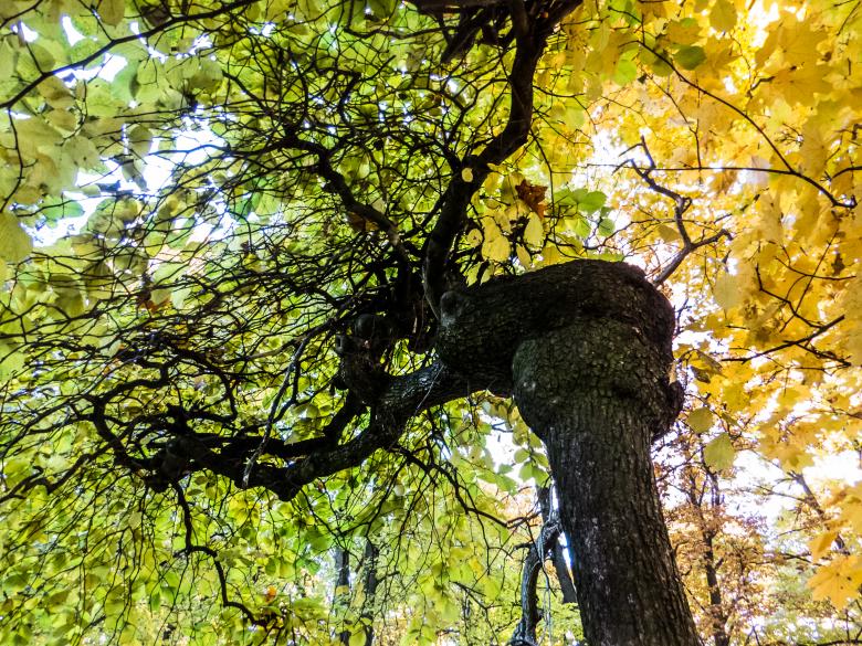 Free stock image of Fall incoming created by Janis Urtans