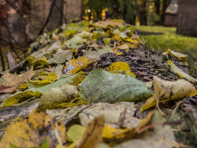 Free stock image of Fall incoming created by Janis Urtans