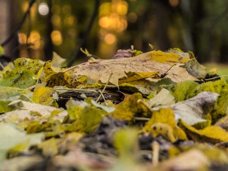 Free stock image of Fall incoming created by Janis Urtans