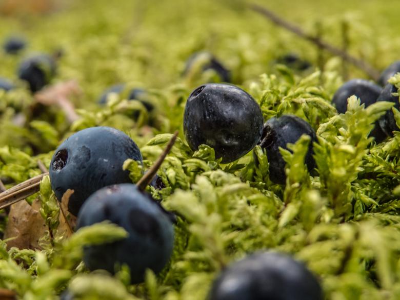 Free stock image of Blueberries created by Janis Urtans