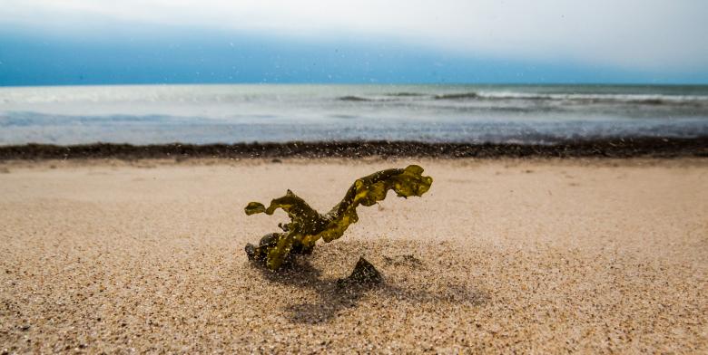 Free stock image of Algae in harsh winds created by Janis Urtans