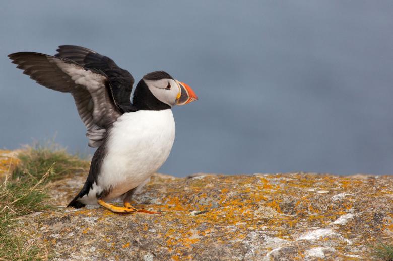 Free stock image of Puffin created by Geoffrey Whiteway