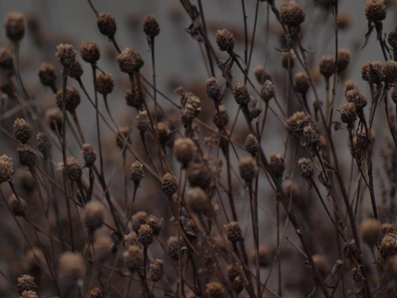 Free stock image of Fuzzy plants created by Marko Mäkinen