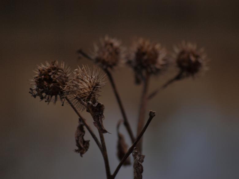 Free stock image of Fuzzy plants created by Marko Mäkinen