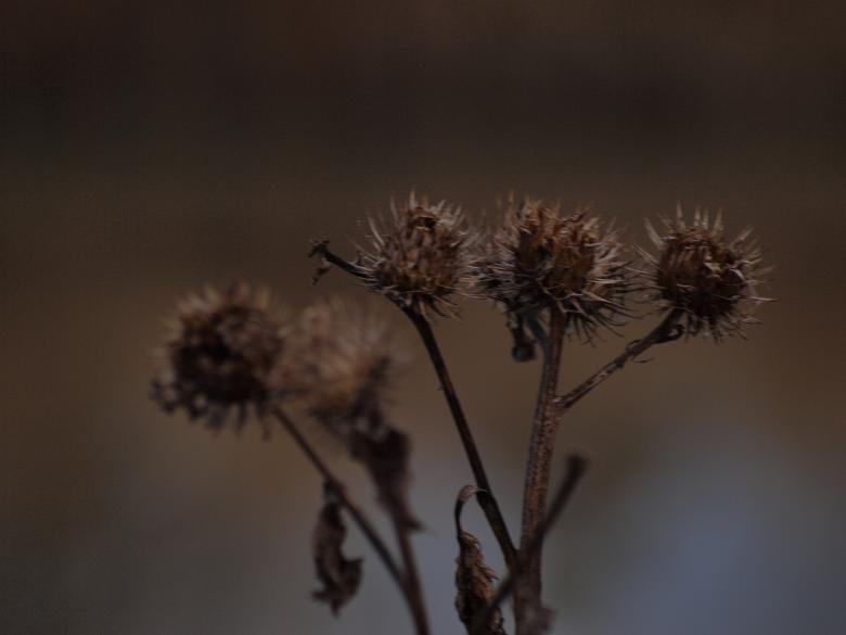 Free stock image of Fuzzy plants created by Marko Mäkinen