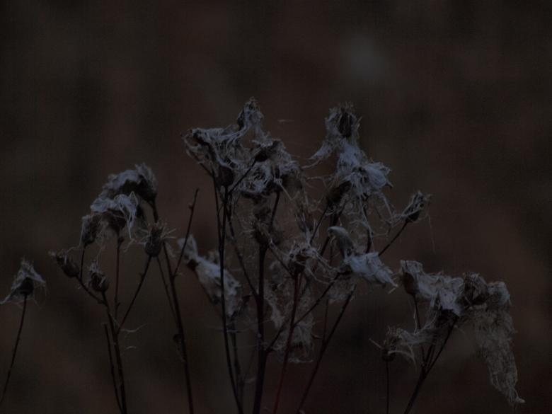 Free stock image of Fuzzy plants created by Marko Mäkinen