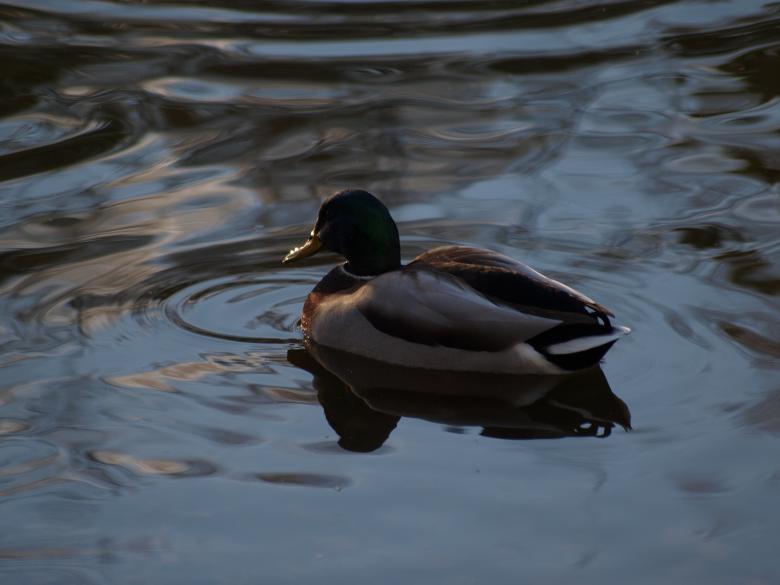 Free stock image of duck created by Marko Mäkinen
