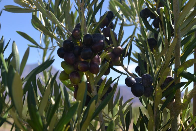Free stock image of Olives created by Fernando M Salinas